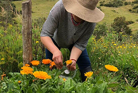 Frosch Latinoamérica