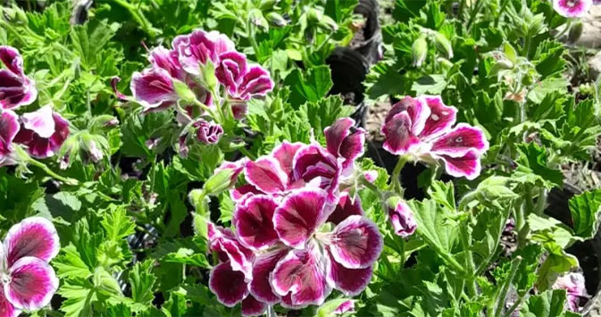 Vivero Desde el Jardín Viedma