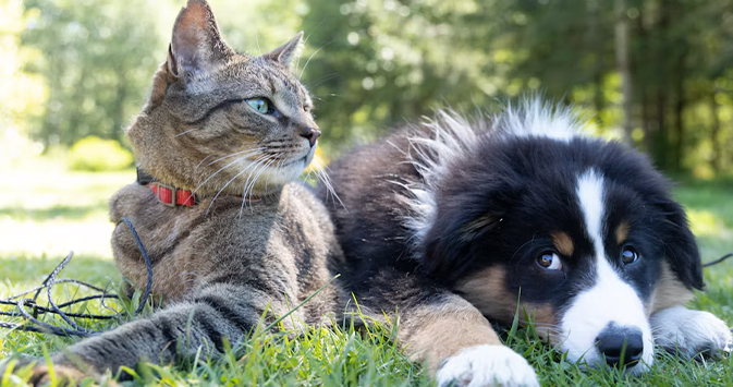 Pawtastic